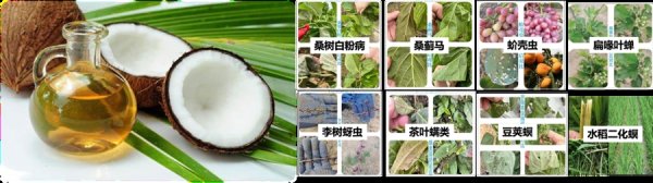 2026世界杯官方网站 椰树果然是茶树的“保安”？上海科学家取材椰子作念成防虫处方，给茶叶绿色樊篱