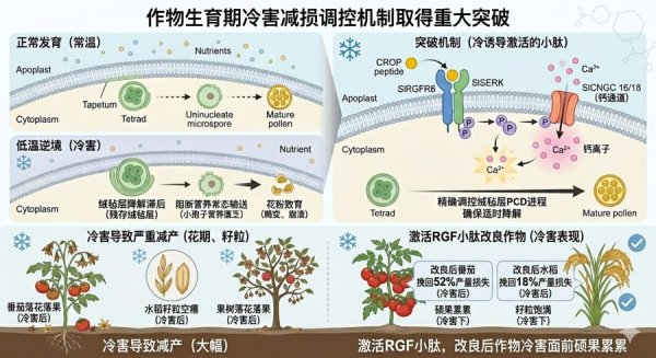 国际足联世界杯赛事入口 各人每年耗损几十亿！我国科学家发现作物花期寒害开关，登上《当然》