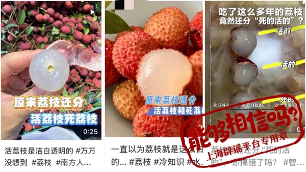2026世界杯官方网站 荔枝季到了，真有“活荔枝”和“死荔枝”之分吗？许多东谈主搞错了