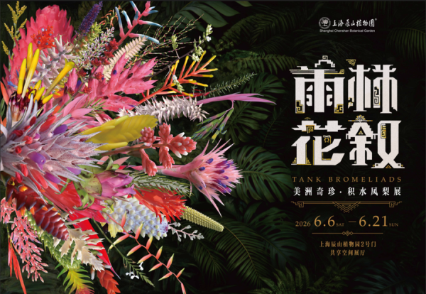 国际足联世界杯赛事入口 无须去南好意思！辰山植物园积水凤梨展明开幕，200多种独特凤梨复刻雨林奇景